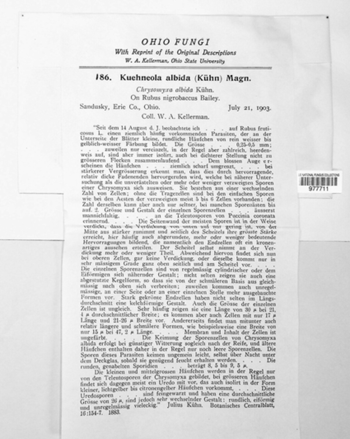 Kuehneola uredinis image